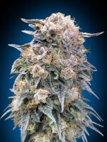 00 Kush FAST | PHOTOFEM | 00 Seeds