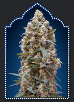 00 Kush | PHOTOFEM | 00 Seeds