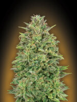 00 Skunk | PHOTOFEM | 00 Seeds