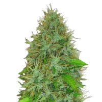 2 Fast 2 Vast | AUTOFEM | Heavyweight Seeds