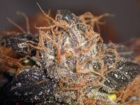 Apples & Bananas | AUTOFEM | Tiger One Bulk