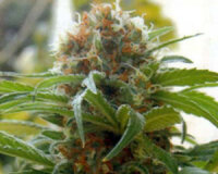 Big Bull | PHOTOFEM | Kannabia Seeds