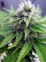 C99 | PHOTOFEM | Tiger One Bulk