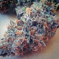Ultimate | PHOTOFEM | BC Bud Depot
