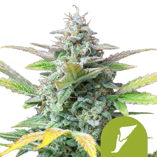 Quick One | AUTOFEM | Royal Queen Seeds - vorheriges Hauptbild