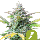 Quick One | AUTOFEM | Royal Queen Seeds - vorheriges Hauptbild