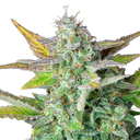 Quick One | AUTOFEM | Royal Queen Seeds - Freigestellt 2026-05-12