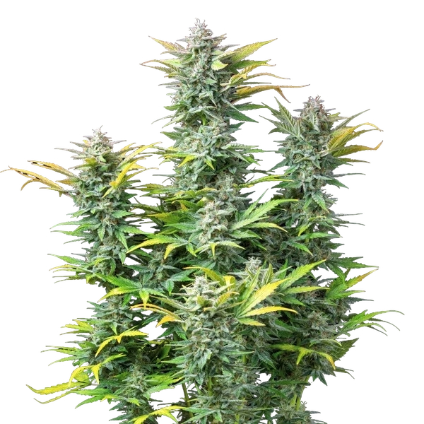 Quick One | AUTOFEM | Royal Queen Seeds - Freigestellt 2026-05-12