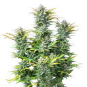 Quick One | AUTOFEM | Royal Queen Seeds - Freigestellt 2026-05-12