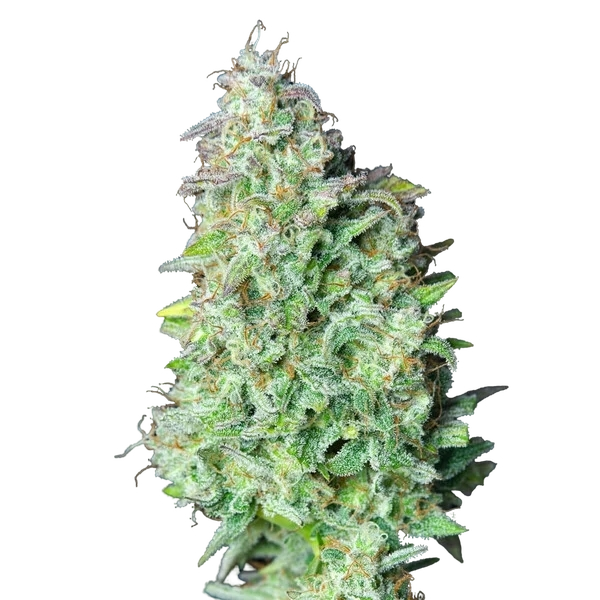Quick One | AUTOFEM | Royal Queen Seeds - Freigestellt 2026-05-12