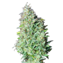 Quick One | AUTOFEM | Royal Queen Seeds - Freigestellt 2026-05-12