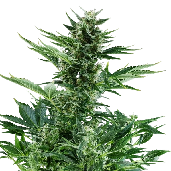 Quick One | AUTOFEM | Royal Queen Seeds - Freigestellt 2026-05-12