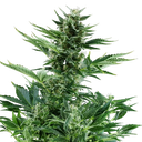 Quick One | AUTOFEM | Royal Queen Seeds - Freigestellt 2026-05-12