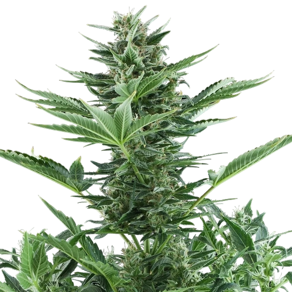 Quick One | AUTOFEM | Royal Queen Seeds - Freigestellt 2026-05-12