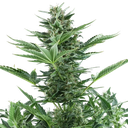 Quick One | AUTOFEM | Royal Queen Seeds - Freigestellt 2026-05-12