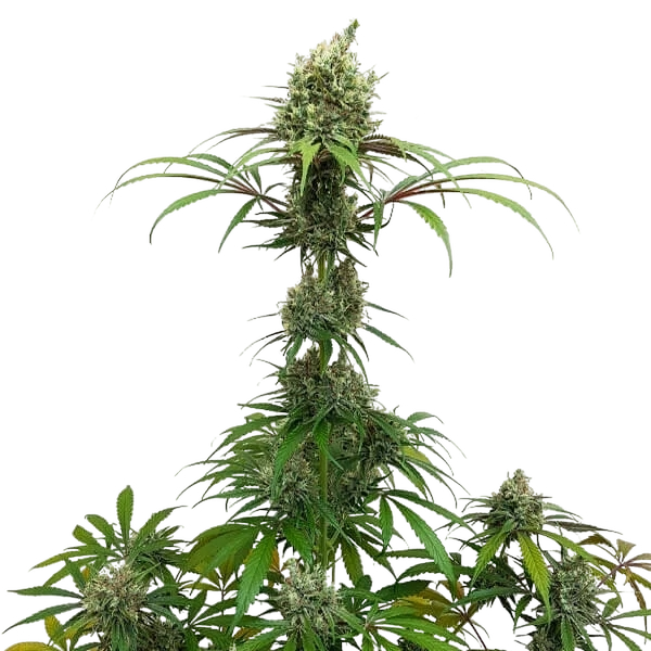 AMG (Amnesia Mac Ganja) | PHOTOFEM | Royal Queen Seeds - Freigestellt 2026-05-14