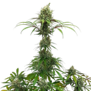 AMG (Amnesia Mac Ganja) | PHOTOFEM | Royal Queen Seeds - Freigestellt 2026-05-14