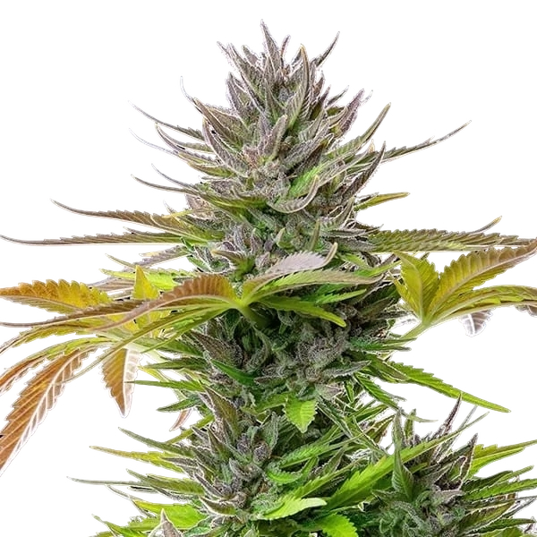 AMG (Amnesia Mac Ganja) | PHOTOFEM | Royal Queen Seeds - Freigestellt 2026-05-14