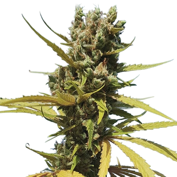 AMG (Amnesia Mac Ganja) | PHOTOFEM | Royal Queen Seeds - Freigestellt 2026-05-14