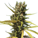 AMG (Amnesia Mac Ganja) | PHOTOFEM | Royal Queen Seeds - Freigestellt 2026-05-14