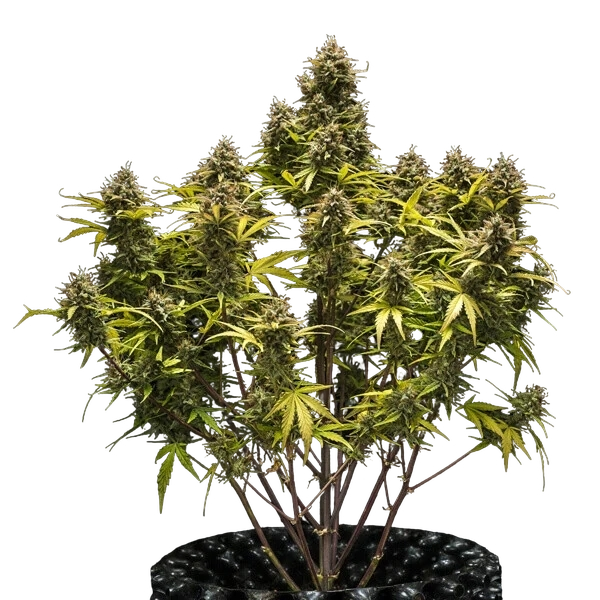 Blue Cheese | AUTOFEM | Royal Queen Seeds - Freigestellt 2026-05-19