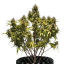 Blue Cheese | AUTOFEM | Royal Queen Seeds - Freigestellt 2026-05-19