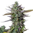 Blue Cheese | AUTOFEM | Royal Queen Seeds - Freigestellt 2026-05-19
