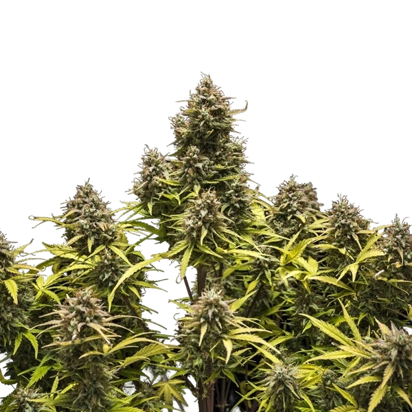 Blue Cheese | AUTOFEM | Royal Queen Seeds - Freigestellt 2026-05-19