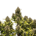 Blue Cheese | AUTOFEM | Royal Queen Seeds - Freigestellt 2026-05-19