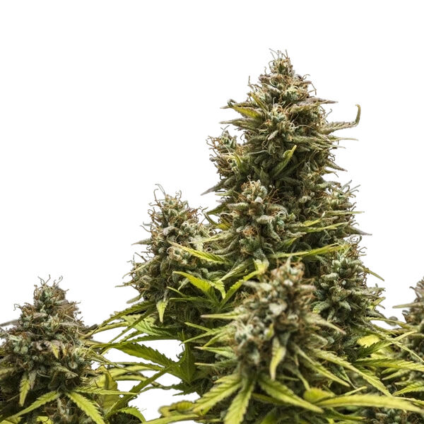Blue Cheese | AUTOFEM | Royal Queen Seeds - Freigestellt 2026-05-19