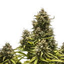 Blue Cheese | AUTOFEM | Royal Queen Seeds - Freigestellt 2026-05-19
