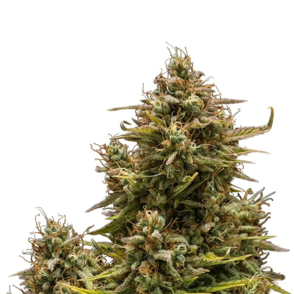 Blue Cheese | AUTOFEM | Royal Queen Seeds - Freigestellt 2026-05-19