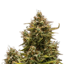 Blue Cheese | AUTOFEM | Royal Queen Seeds - Freigestellt 2026-05-19