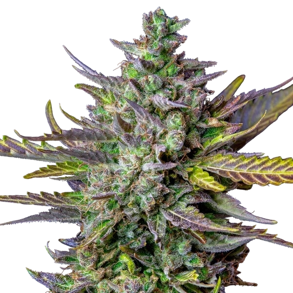 Blue Cheese | AUTOFEM | Royal Queen Seeds - Freigestellt 2026-05-19