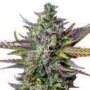 Blue Cheese | AUTOFEM | Royal Queen Seeds - Freigestellt 2026-05-19