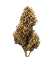 Blue Cheese | AUTOFEM | Royal Queen Seeds - Freigestellt 2026-05-19