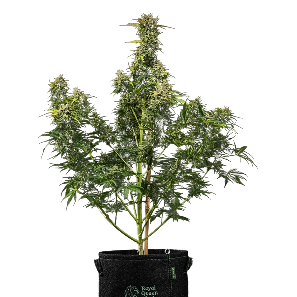 Royal Creamatic | AUTOFEM | Royal Queen Seeds - Freigestellt 2026-05-19