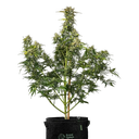 Royal Creamatic | AUTOFEM | Royal Queen Seeds - Freigestellt 2026-05-19