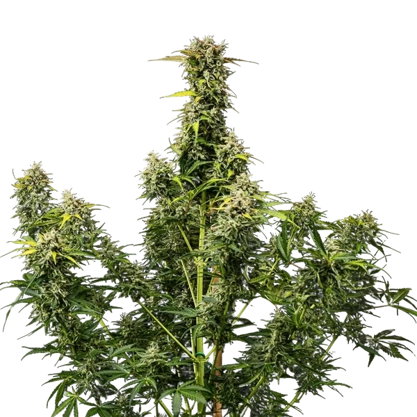 Royal Creamatic | AUTOFEM | Royal Queen Seeds - Freigestellt 2026-05-19