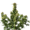Royal Creamatic | AUTOFEM | Royal Queen Seeds - Freigestellt 2026-05-19