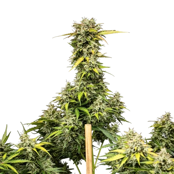 Royal Creamatic | AUTOFEM | Royal Queen Seeds - Freigestellt 2026-05-19