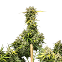 Royal Creamatic | AUTOFEM | Royal Queen Seeds - Freigestellt 2026-05-19