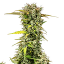 Royal Creamatic | AUTOFEM | Royal Queen Seeds - Freigestellt 2026-05-19