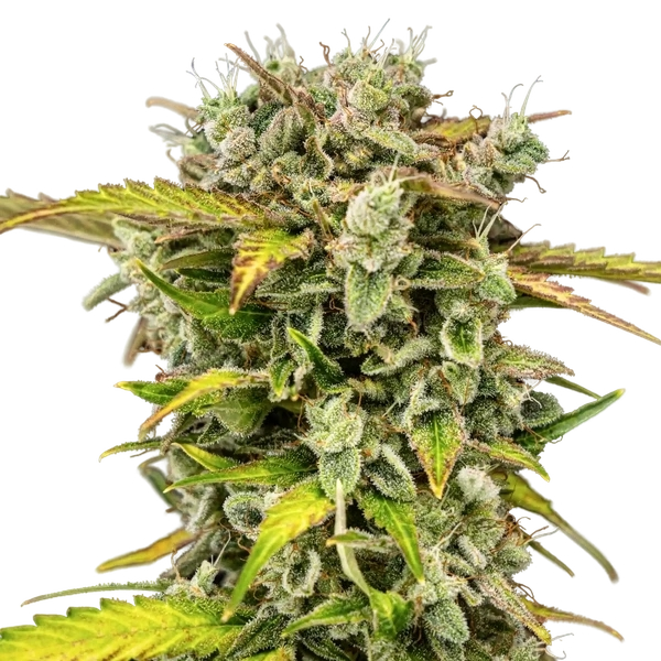 Royal Creamatic | AUTOFEM | Royal Queen Seeds - Freigestellt 2026-05-19