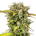 Royal Creamatic | AUTOFEM | Royal Queen Seeds - Freigestellt 2026-05-19