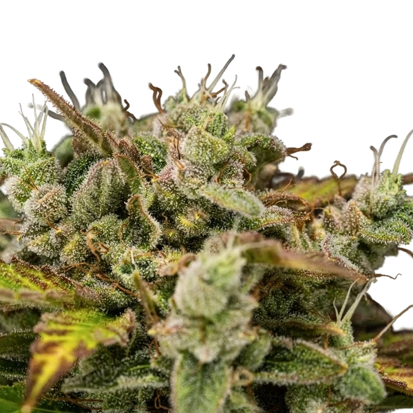 Royal Creamatic | AUTOFEM | Royal Queen Seeds - Freigestellt 2026-05-19
