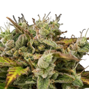 Royal Creamatic | AUTOFEM | Royal Queen Seeds - Freigestellt 2026-05-19