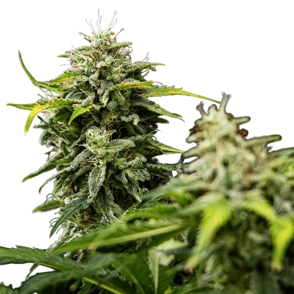 Royal Creamatic | AUTOFEM | Royal Queen Seeds - Freigestellt 2026-05-19