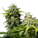 Royal Creamatic | AUTOFEM | Royal Queen Seeds - Freigestellt 2026-05-19