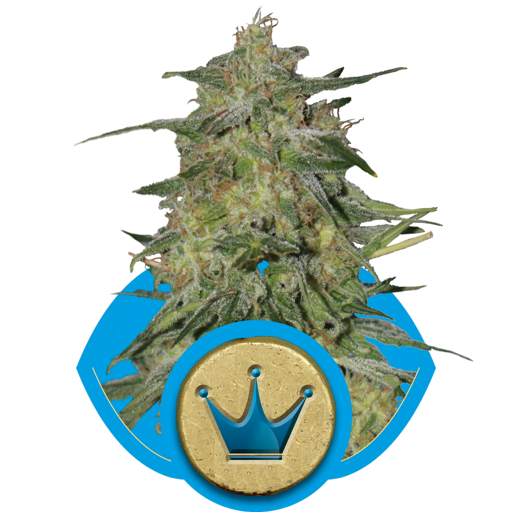 Royal Highness CBD | PHOTOFEM | Royal Queen Seeds - Freigestellt 2026-05-19